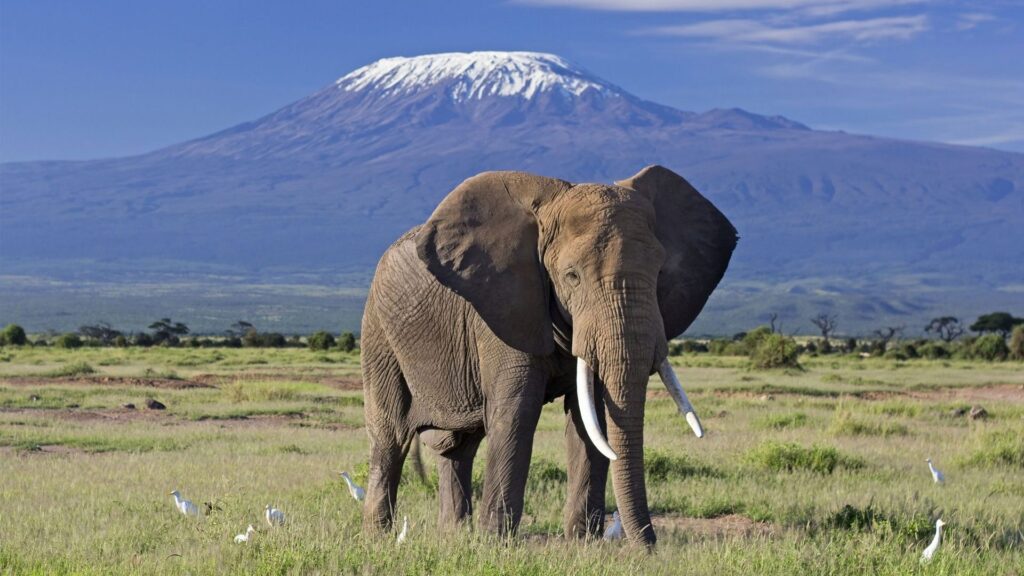 Amboseli National Park in Kenya