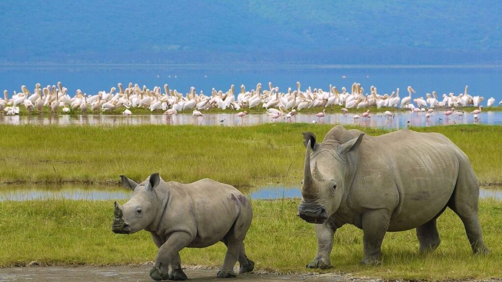 Lake Nakuru National Park in Kenya